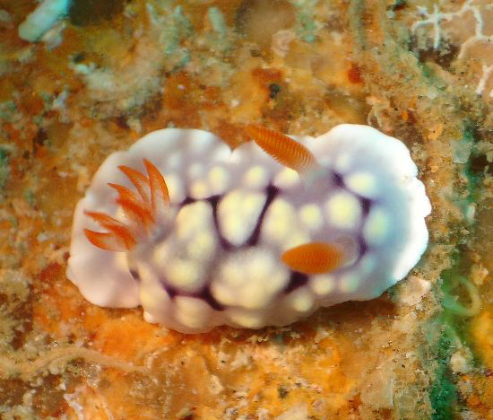 Chromodoris conchyliata